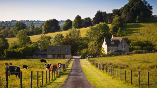 view of a farm with cows either side of the road