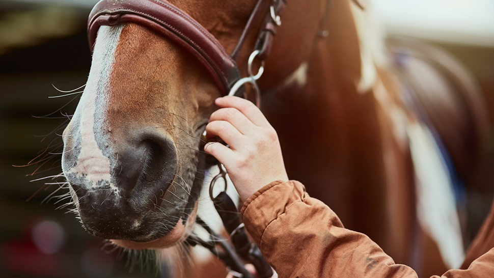 Looking after horses during lockdown HCR Law